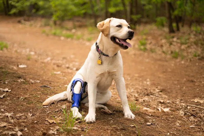 Pet Ortho Braces Picture 6