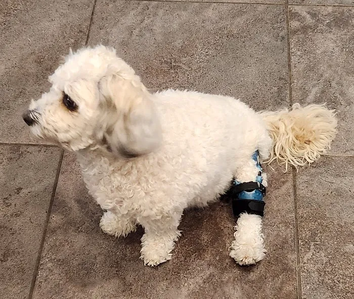 Pet Ortho Braces Picture 8