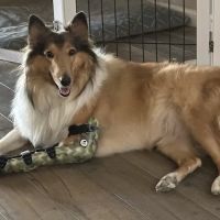 Pet Ortho Braces ico