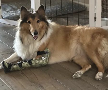 Pet Ortho Braces