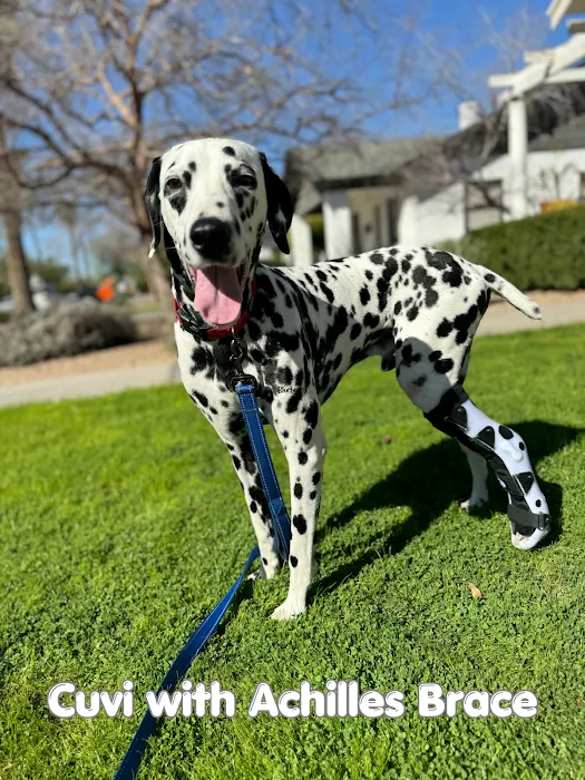 Pet Ortho Braces Picture 10
