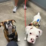 North Scottsdale Animal Hospital