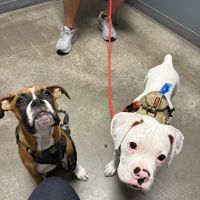 North Scottsdale Animal Hospital ico