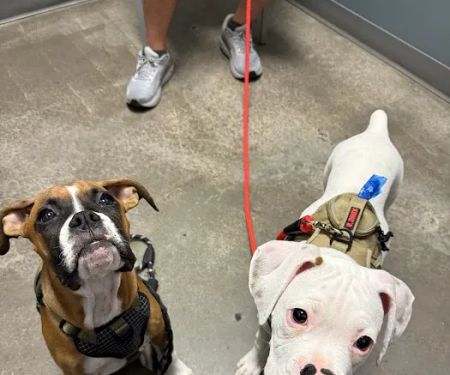 North Scottsdale Animal Hospital