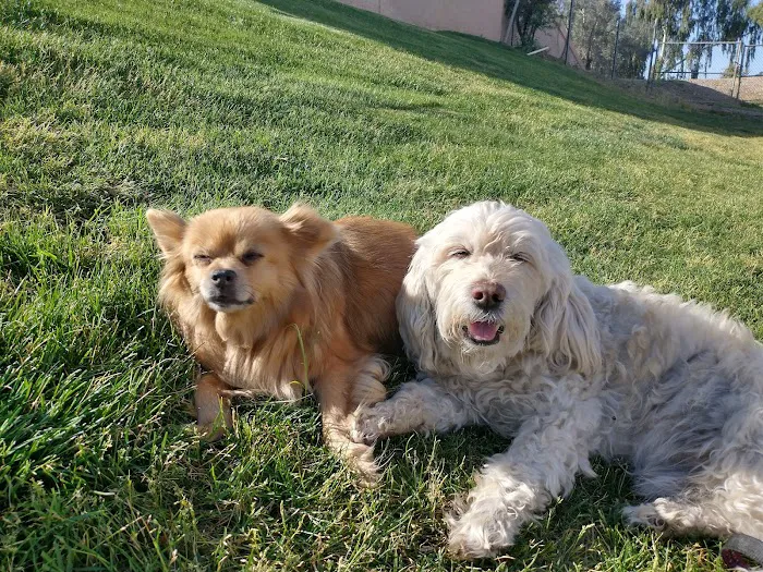 North Scottsdale Animal Hospital Picture 6