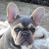Thrive Pet Healthcare Specialists North Scottsdale ico