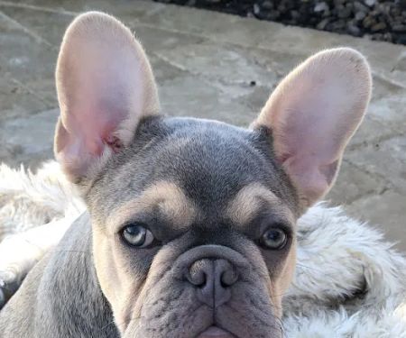 Thrive Pet Healthcare Specialists North Scottsdale
