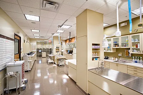 Thrive Pet Healthcare Specialists North Scottsdale Picture 3