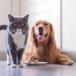 The ANIC @ Animal Medical & Surgical Center