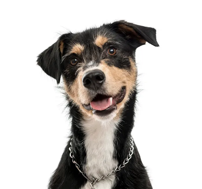 The ANIC @ Animal Medical & Surgical Center Picture 3