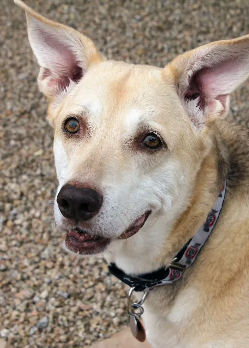 Four Legged Friends Animal Hospital Picture 9