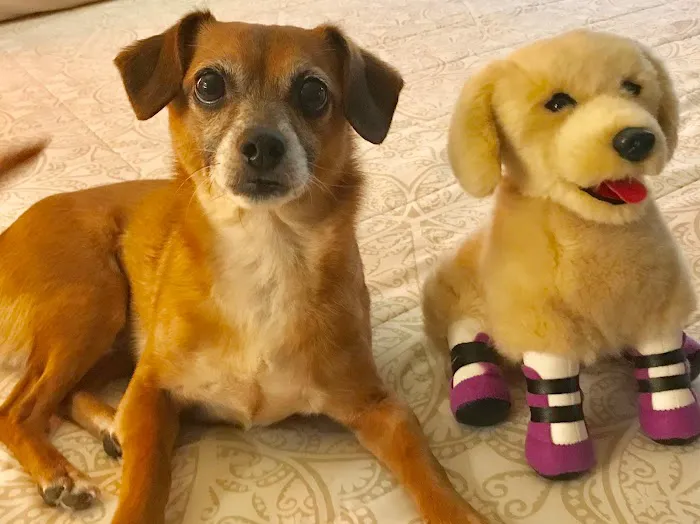 Four Legged Friends Animal Hospital Picture 1