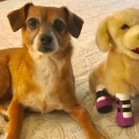 Four Legged Friends Animal Hospital ico