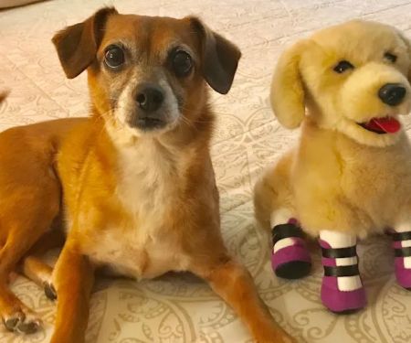 Four Legged Friends Animal Hospital