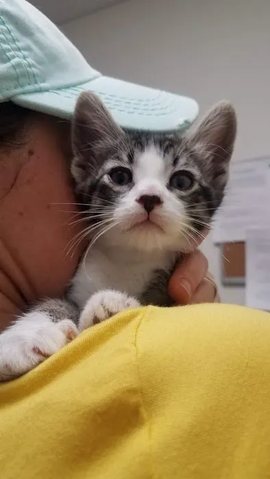 Four Legged Friends Animal Hospital Picture 5