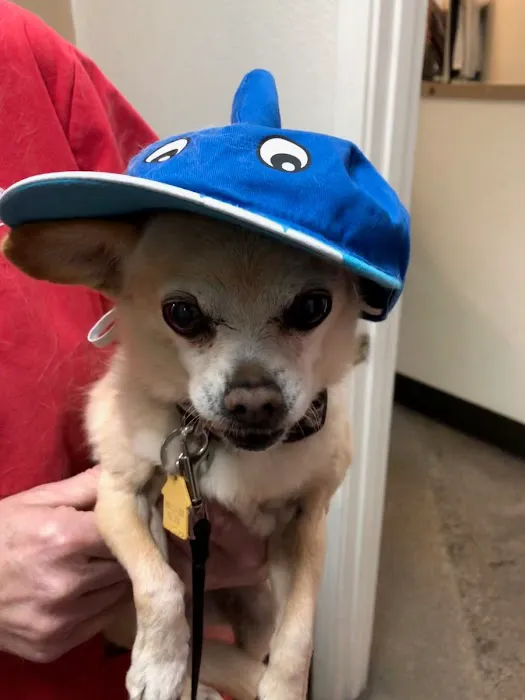 Four Legged Friends Animal Hospital Picture 3