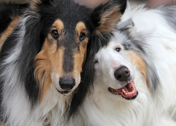 Four Legged Friends Animal Hospital Picture 7