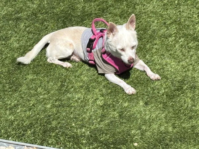 Four Legged Friends Animal Hospital Picture 10