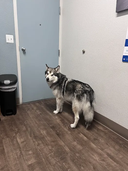 All Creatures Animal Clinic Picture 5
