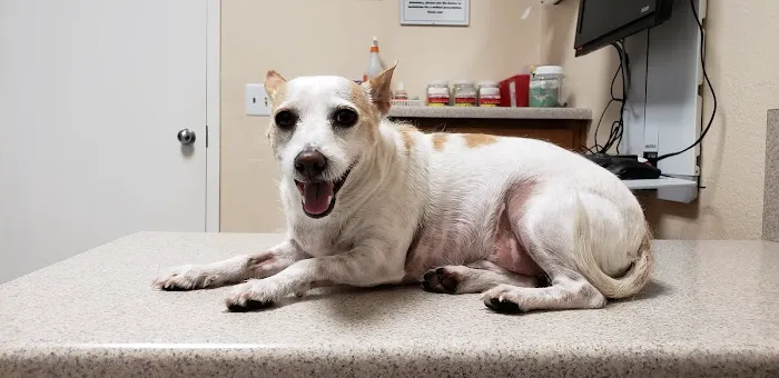 All Creatures Animal Clinic Picture 2