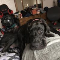 Sugarloaf Animal Clinic ico