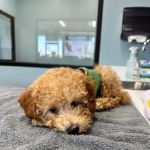 PetWellClinic - East Greenway