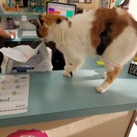 Amigo Animal Clinic ico
