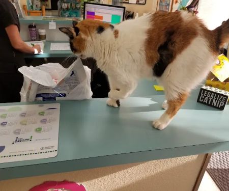 Amigo Animal Clinic