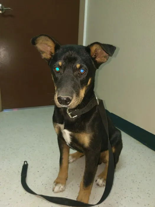 Amigo Animal Clinic Picture 2