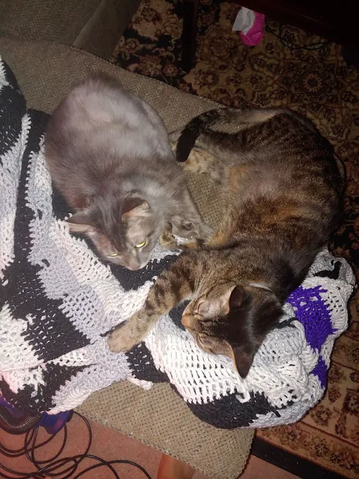 Amigo Animal Clinic Picture 5