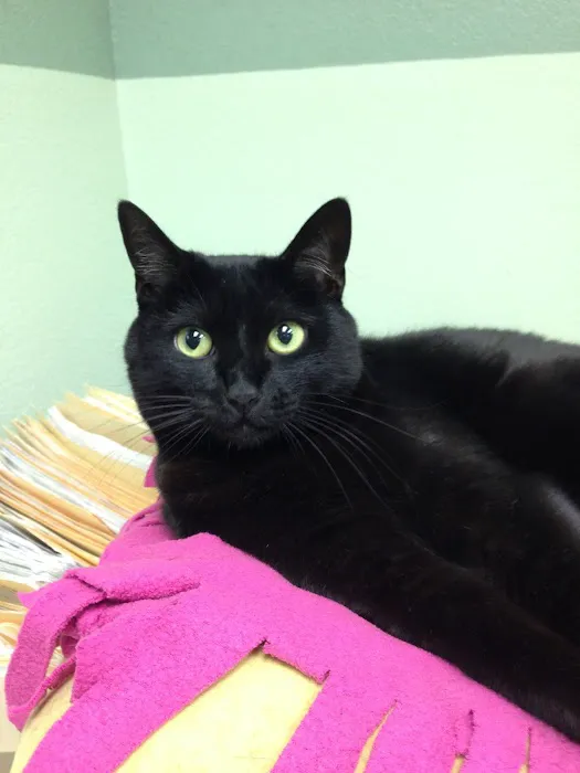 Canyon Animal Hospital Picture 8