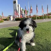 Canyon Animal Hospital ico
