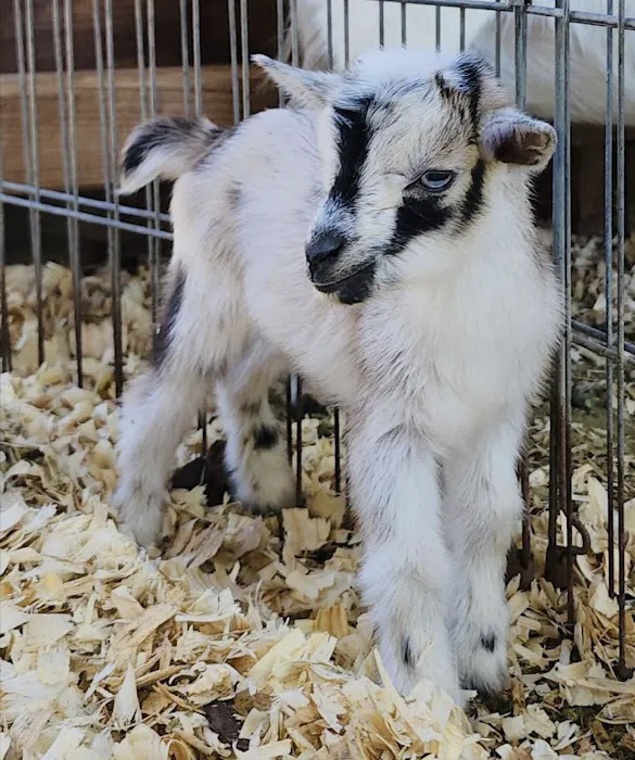 Urban Livestock & Equine Veterinary Services Picture 1