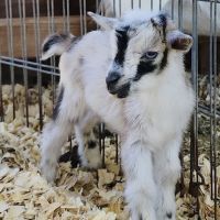 Urban Livestock & Equine Veterinary Services ico