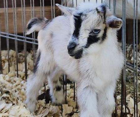 Urban Livestock & Equine Veterinary Services