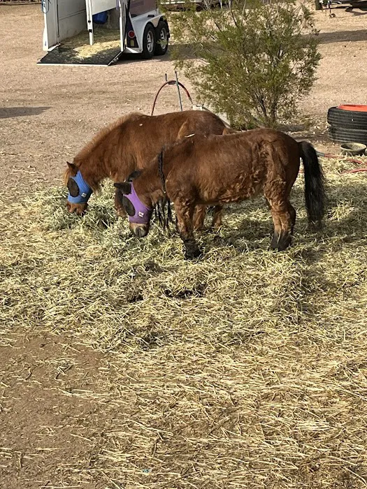 Urban Livestock & Equine Veterinary Services Picture 5