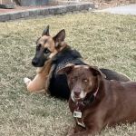 easyvet Veterinarian San Tan Valley