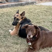 easyvet Veterinarian San Tan Valley ico