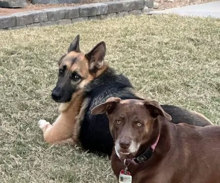 easyvet Veterinarian San Tan Valley