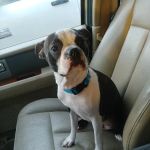 Banfield Pet Hospital