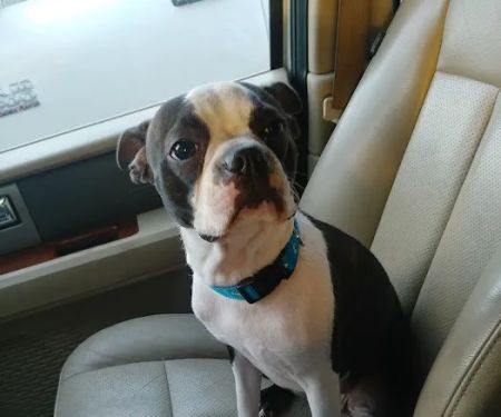 Banfield Pet Hospital