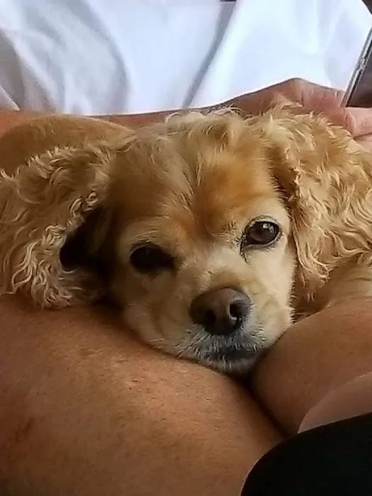 Banfield Pet Hospital Picture 7
