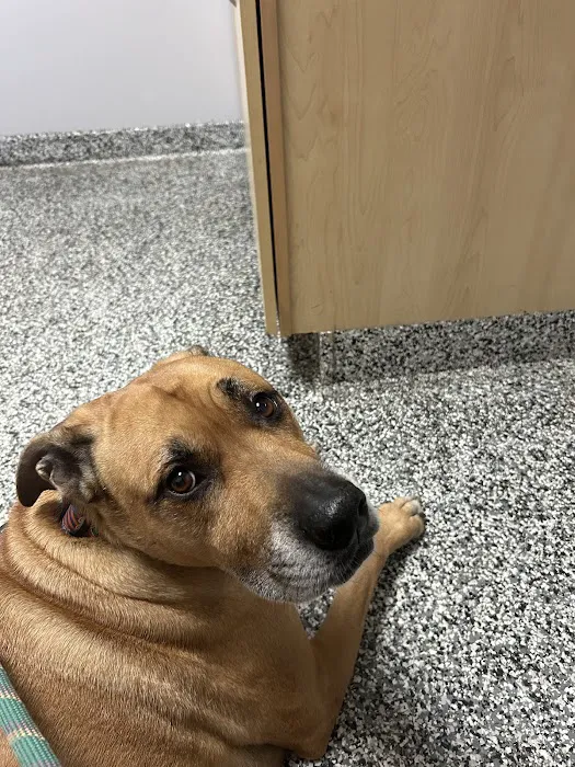 Harborside Animal Hospital Picture 8