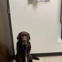 Metzler Veterinary Hospital ico