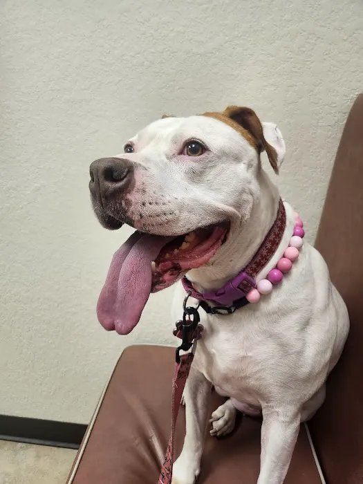 Metzler Veterinary Hospital Picture 6