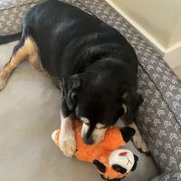 Animal & Bird Hospital of Clearwater ico