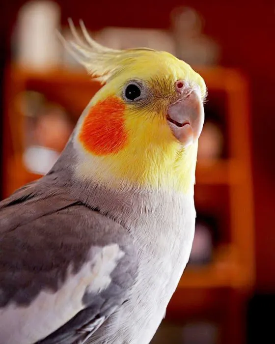 Animal & Bird Hospital of Clearwater Picture 2