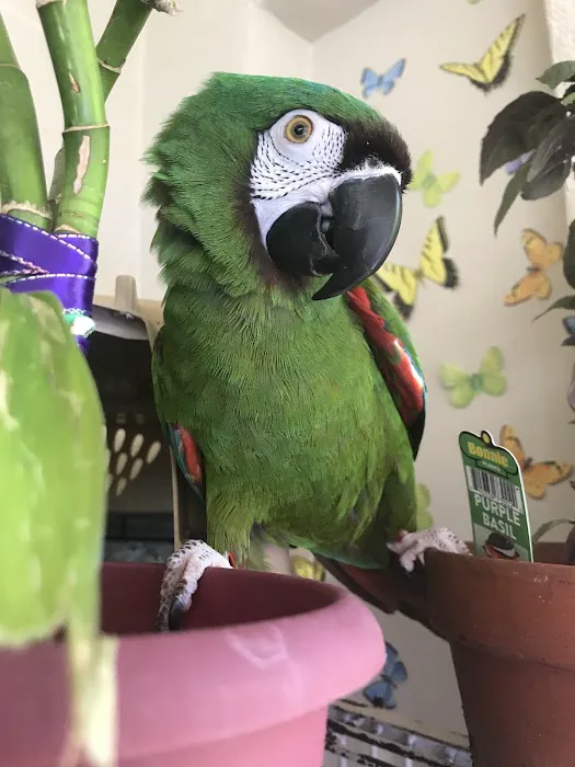 Animal & Bird Hospital of Clearwater Picture 5