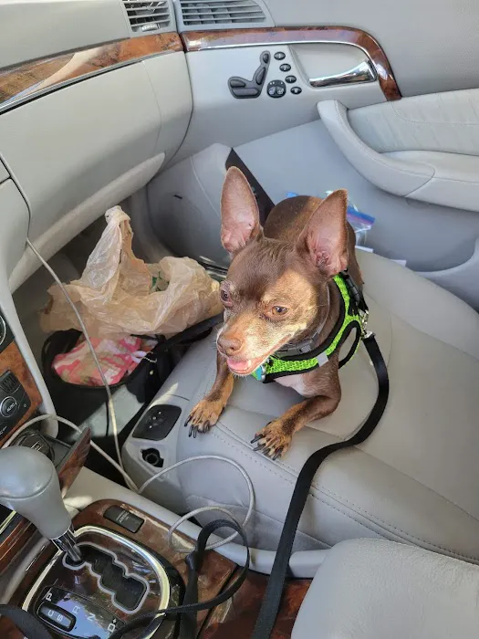 Veterinary Medical Hospital Of Clearwater Picture 4