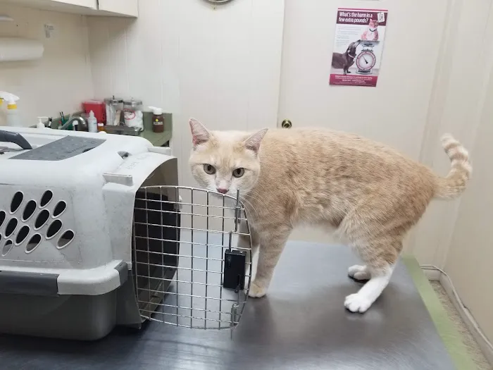 Veterinary Medical Hospital Of Clearwater Picture 6